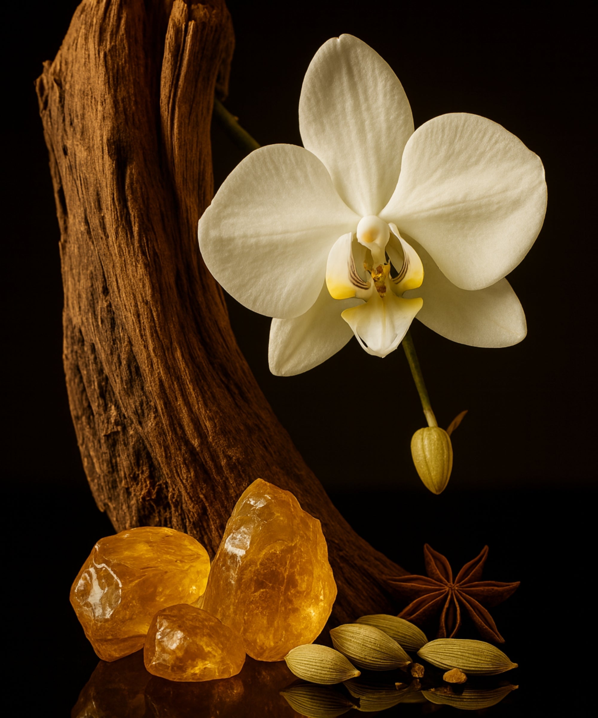 OLD MONEY | BODY OIL COLLECTION